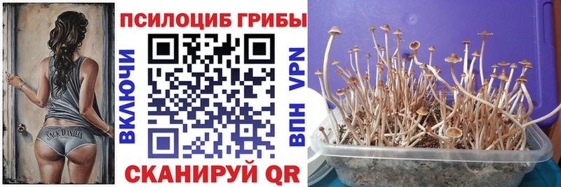 Псилоцибиновые грибы Psilocybine cubensis  Купить  Пыть-Ях 
